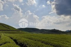 Cần bán cắt lỗ mảnh hơn 10000m2 nông trường mộc châu