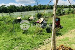 Tôi cần bán 368m2 mặt tiền lý thái tổ 6trm2