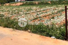 Bán đất mặt đường võ chí công, tây hồ, dt205m2, mt14m, nở hậu.