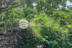 D519 bán đất trục song song ywang bươn hd