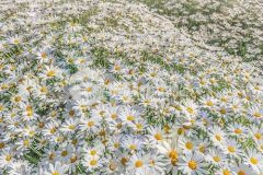 Bán lô tân hội tây ninh đất vị trí đẹp, bằng phẳng...