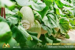 Sở hửu ngay đất bình thuận khi sân bay, cao tốc gần hoàng thiện dt 13517 m2