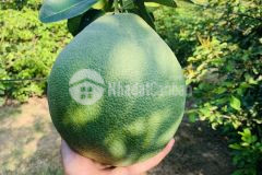 Bán đất mặt đường tỉnh lộ 2 diên thọ, diên khánh, có sẵn vườn bưởi và nhà cấp 4