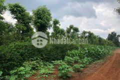 D526 bán đất sào hẻm cấp 1 pham huy chú