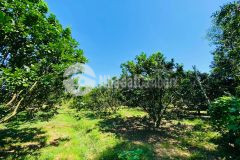 Bán đất có thổ tặng vườn bưởi giáp sông xã khánh đông đường tl8