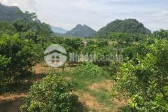 Cần bán gấp lô đất có dt 3200m ở kim boi hòa bình