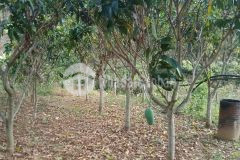 Đất giá rẻ tại mộc châu phù hợp kinh doanh trang trại và homestay