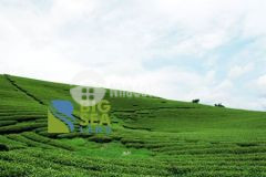 Chính chủ cần bán đất nền khu du lịch mộc châu