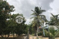 Dịch covid sang nhà cấp 4 và vườn 1007m tân xuân 1,7 tỷ