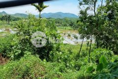 Bán 1000m view cánh đồng thoáng mát tại lương sơn, hoà bình giá đầu tư.