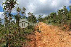 Cần tiền bán hơn 5 sào đất nông nghiệp view rừng thông huyện lạc dương, lâm đồng