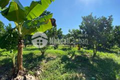 Bán đất vườn xã khánh nam đường betong giá chỉ 785tr lh 0788.558.552