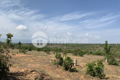 Chỉ cần 600 triệu có ngay 4300m2 đất mặt tiền đường liên huyện, lh 0901.078.257