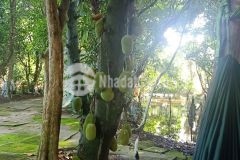 Bán 16 công đất, trường long tây, châu thành a, 155trcông