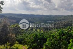 2.5ha đất trồng sầu riêng có 160m mặt tiền tỉnh lộ 685 giá rẻ 4,4 tỷ.