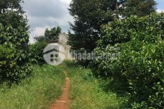 1.6ha đất sầu riêng, bơ 034, 220m mặt tiền bê tông, giá rẻ 1,7 tỷ.