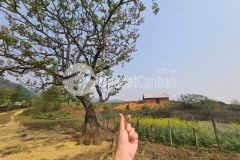 Mảnh đất siêu đẹp, view siêu đẹp làm nghỉ dưỡng tại y tý sapa 2