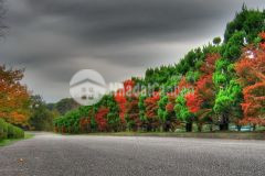 Đất nghỉ dưỡng thổ cư giá rẻ nổi tiếng cả nước 800m2 tại tp bảo lộc lđ