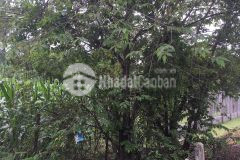 D591 bán đất thôn 6 xã hoà khánh d591 bán đất thôn 6 xã hoà khánh giá chỉ 935 triệu