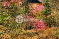 Bán đất ngay điểm trường tại mò phú chải, y tý sapa 2