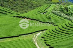 Bán đất nền khu du lịch mộc châu mường sang, mộc châu, sơn la