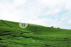 Đất nền mộc châu đón đầu quy hoach đường cao tốc