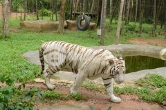 Cần bán 5870m2 đất xã bình tân, cạnh bên safari giá chỉ 645 triệu