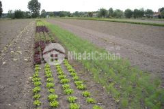 Đất sổ hồng gần bến cầu, tây ninh cần bán giá rẻ 93mx53m, thích hợp đầu tư, lh0931572806