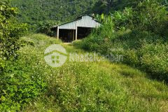 Đất rừng lạc thủy, hòa bình 8,6ha, giá 8 tỷ