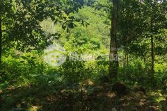 Đất rừng giá rẻ lương sơn, hòa bình 3ha, giá 1,5 tỷ