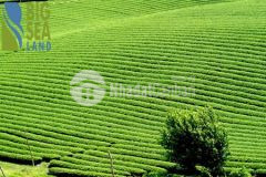 Bán đất nghỉ dưỡng mộc châu phù hợp với kinh doanh du lịch giá đầu tư