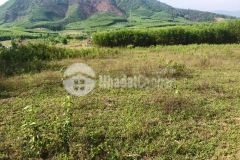 Bán 1ha xã khánh phú bằng phẳng làm nhà vườn giá rẻ lh 0788.558.552