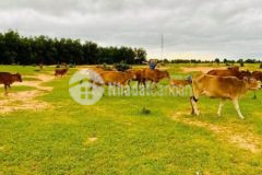 Bán lô đất trồng cây 6000m2 với giá chỉ 500 triệu đồng