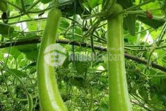 Bán đất trồng cầy lâu năm diện tích lên tới 5000m2 gần huyện bến cầu, tây ninh