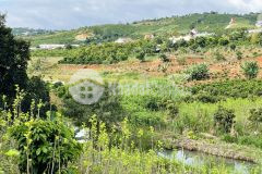 Chủ hạ giá bán rẻ gấp 1035m2 đất có suối view nghỉ dưỡng t.t nam ban lâm hà ven đà lạt
