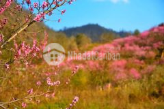 Đất nền y tý, khu du lịch ven biên giới, giá đầu tư