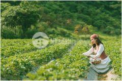 Bán mảnh đất view siêu đẹp tại mộc châu, sơn la