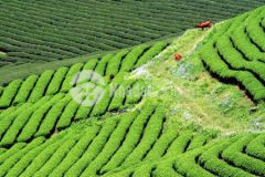 Đất nền mộc châu, đón đầu sóng đường cao tốc, giá đầu tư