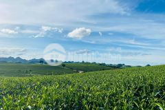 Đất nền mộc châu, giá chỉ từ 1 triệum2