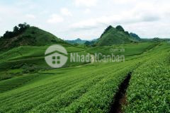 Bán mảnh đất 1800m2 tại nông trường mộc châu, giá đầu tư