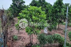 Bán 1320m2 đất nông nghiệp mặt đường 2 ô tô tải tránh gia lâm