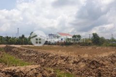 Minh lương kiên lương gía đầu tư rẻ mùa dịch