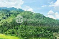 Bán 29 ha 32 tỷ đất 50 năm xã cư yên, huyện lương sơn tỉnh hòa bình làm trang trạ, resort du lịch n