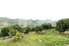 Chuyên mua bán bất động sản mộc châu, dự án đầu tư nghỉ dưỡng cao cấp