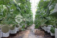 13.000m2 hòa thắng, cách dt716 chỉ 900m, đường hiện hữu