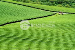 Đất nền mộc châu du lịch nghỉ dưỡng ven đô giá chỉ từ 1 triệum2