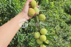 Bán mảnh đất tại thôn văn hóa du lịch ở y tý sapa 2