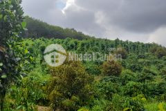 4.7ha đất trồng sầu riêng, nguồn thu mạnh, giá rẻ 6 tỷ