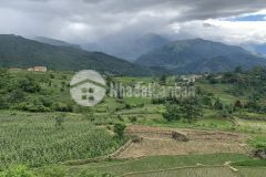 Chính chủ cần bán mảnh đất 2000m2 nhìu cố san, điểm săn tuyết đẹp nhất y tý