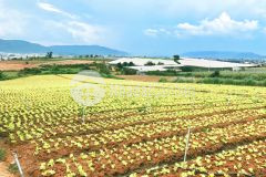 Farmstay dôc tinh sao mai view đôi cao đep thoang mat